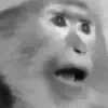 🐵