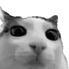 😼