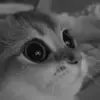 😻