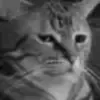 😾